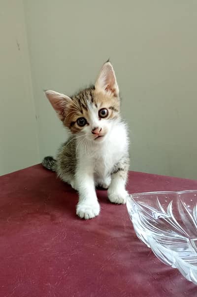 brown kitten