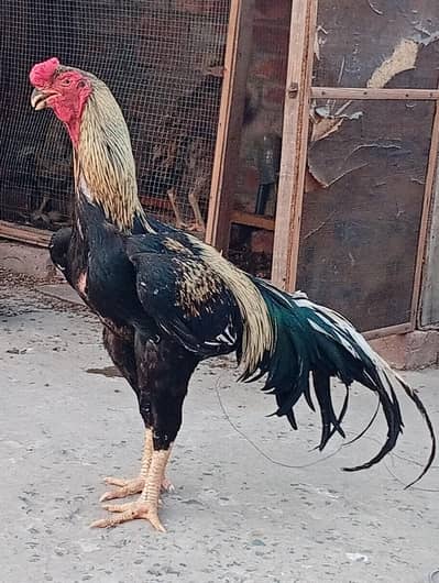 parot beak cross shamo set