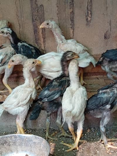 parot beak cross shamo chicks