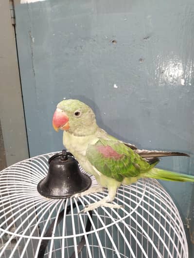 raw parrot for sale with cage