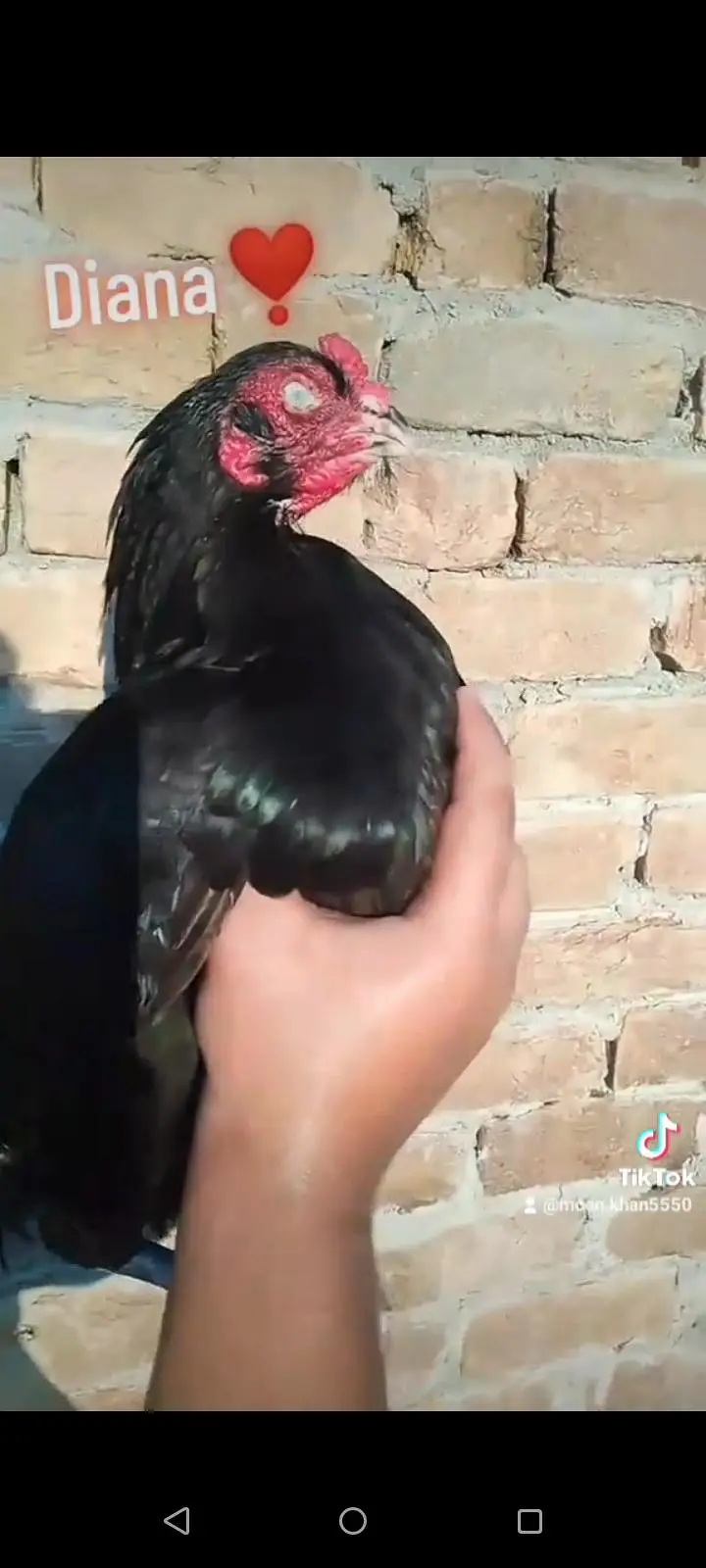 high class Mushki female — photo 2