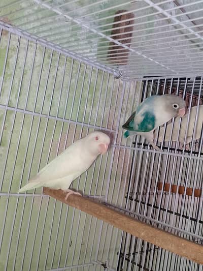 clear head blue fishri split ino male albino red eyes female