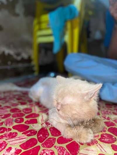 Asian cat