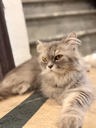 Cats for free
