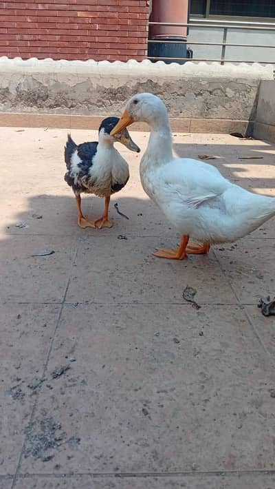 Home Raised Ducks
