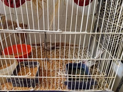 dove 2 pair 2 kids with cage