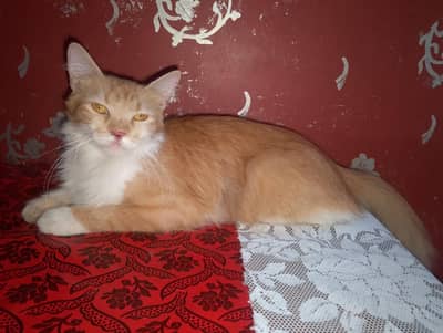 Friendly Adult Cat – Looking for Home