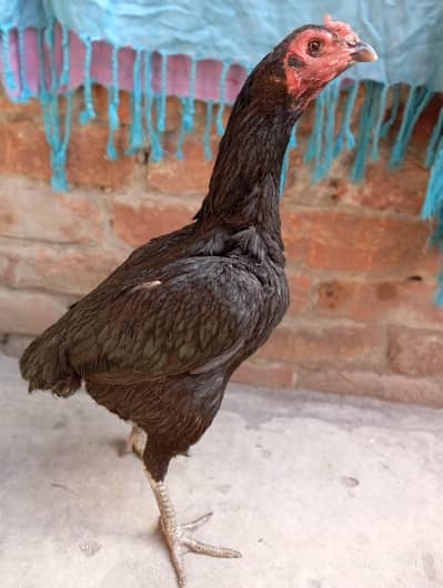 black thai female hen  contact num 03068678942