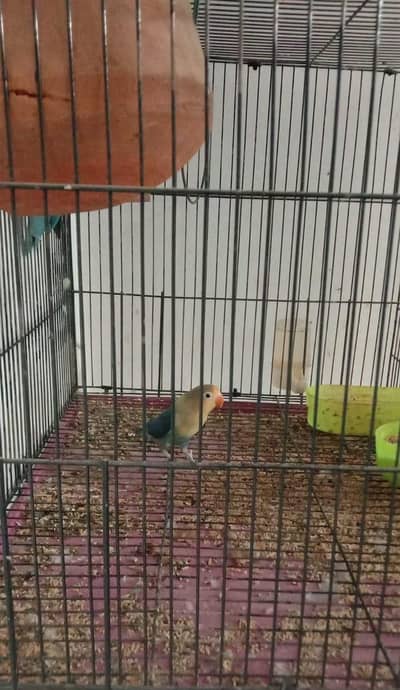 Love Bird