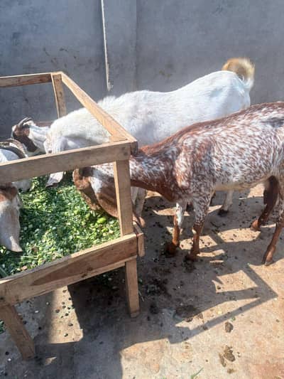 2 bakri for sale