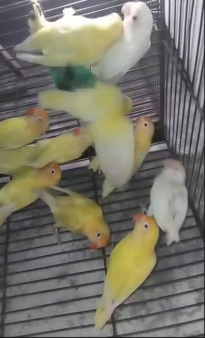 love birds