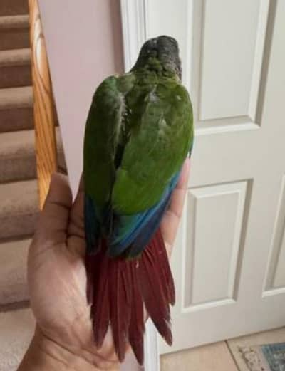 green cheek conure number/0370/6014/183