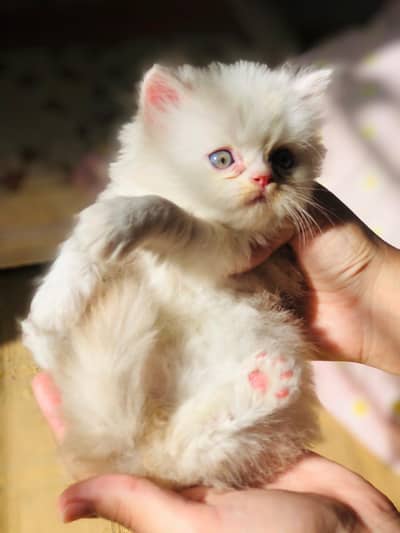 pure Persian triple coated cat piki face