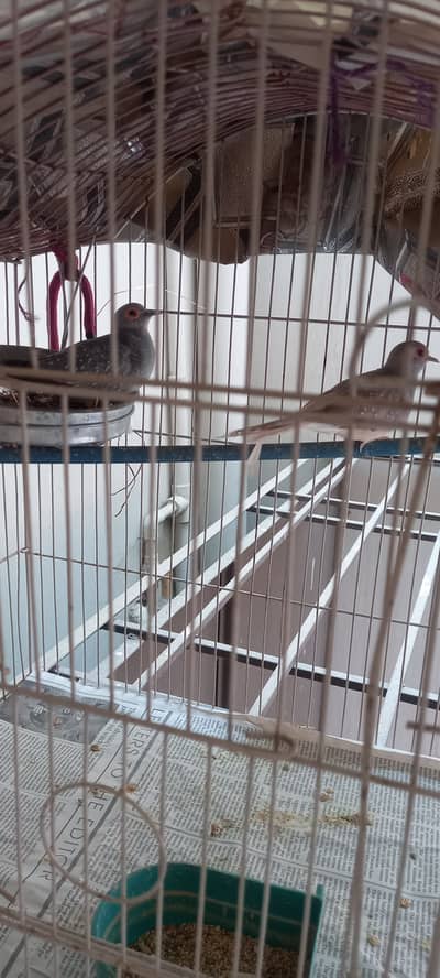 Diamond dove