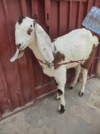 khassi bakra colour full active