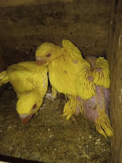 chicks