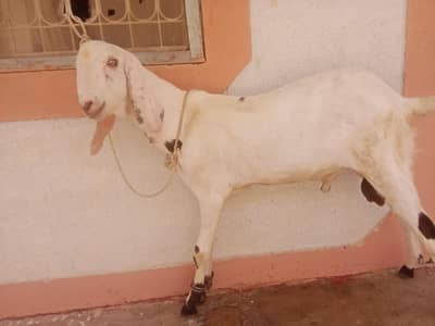 faislabadi bakra