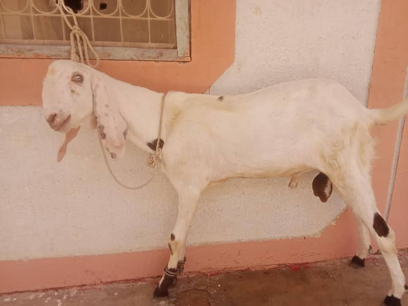 faislabadi bakra 1