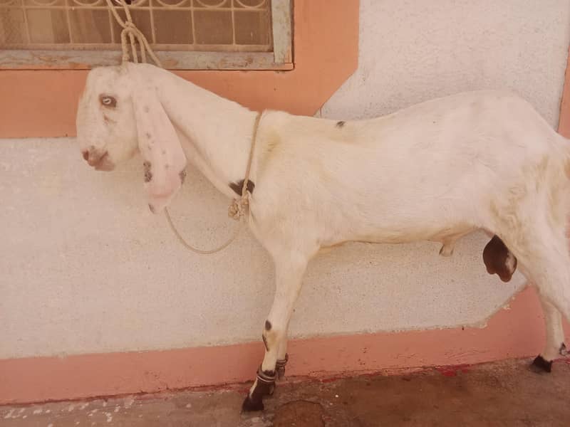 faislabadi bakra 2