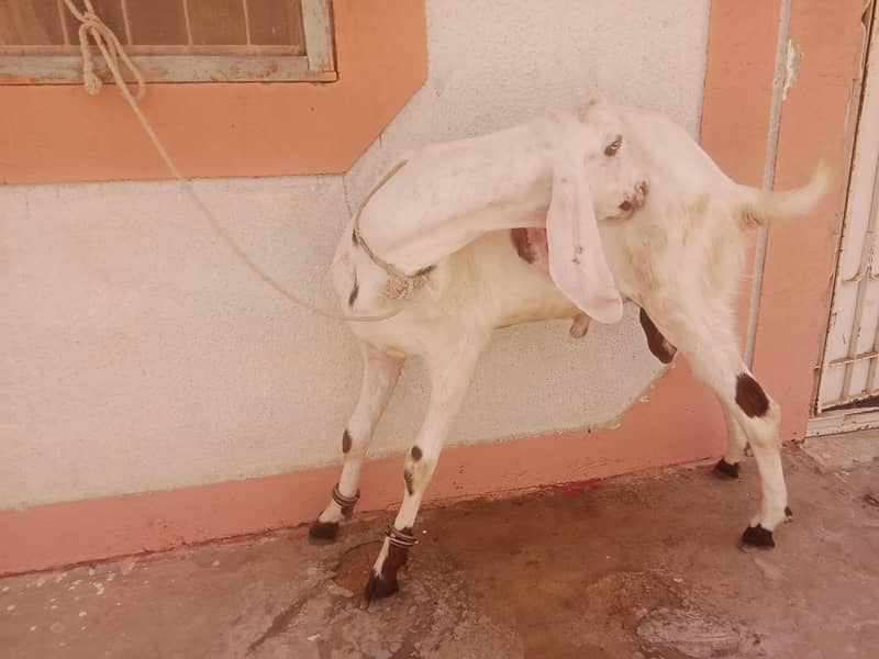 faislabadi bakra 3