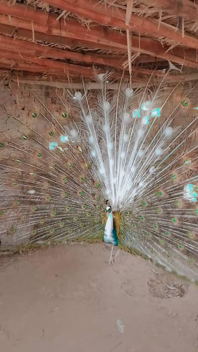 peacock very beautiful