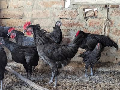 Australorp Hen