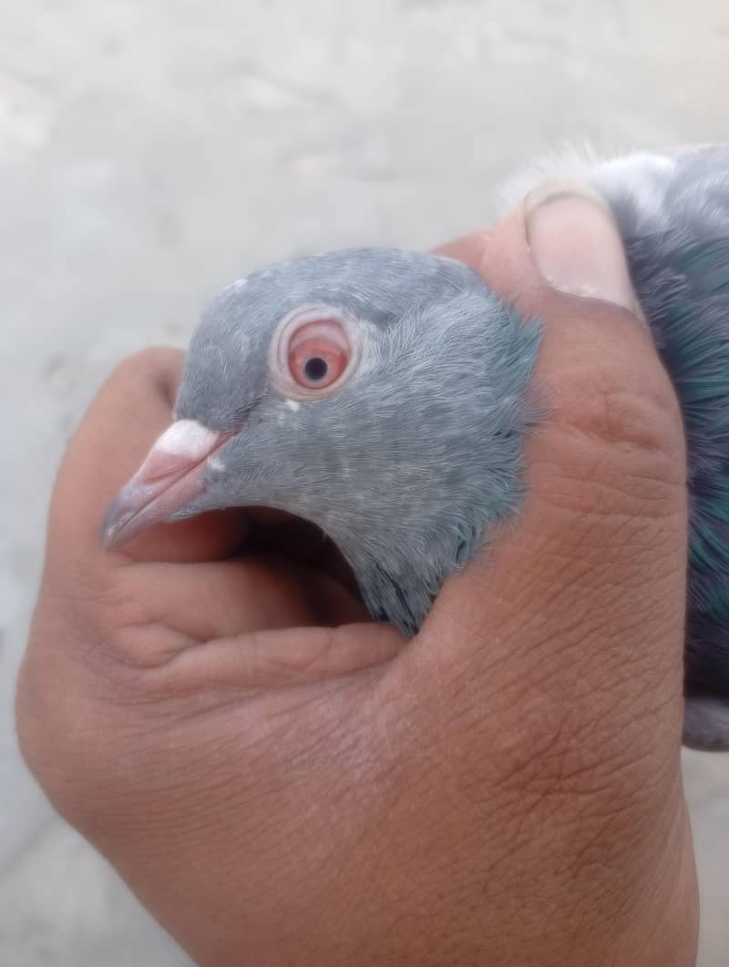 pigeons 0