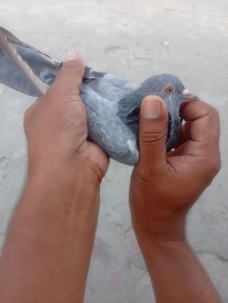 pigeons 1