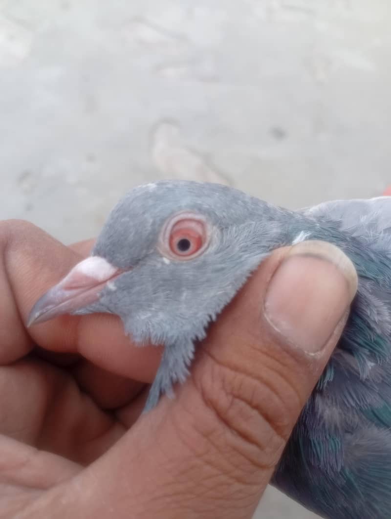 pigeons 2