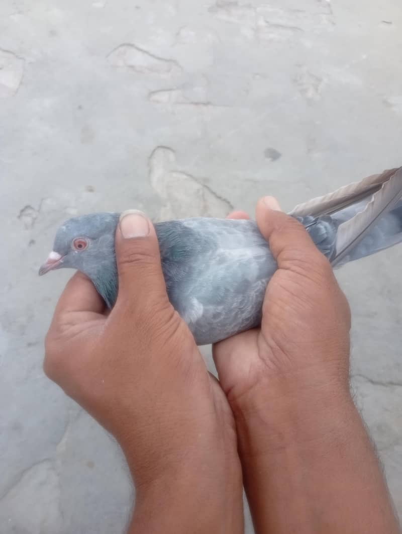 pigeons 3