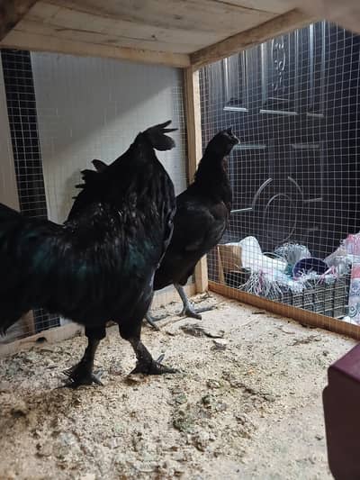 Black Ayam Cemani Chicken Trio – Rare Breed