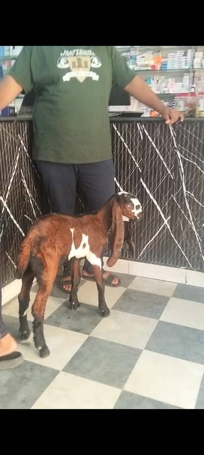 pure beetal bakra 3 month age