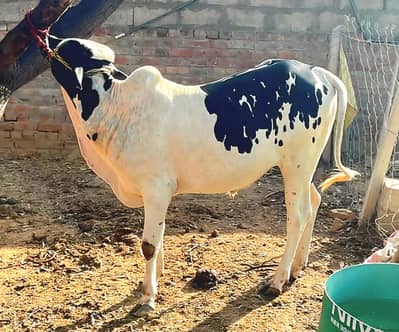 walaiti bachri and fatejungi bachra for sale in sarai alamgir