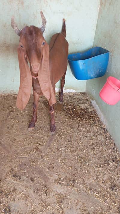 kamori bakra for sale 03060038102