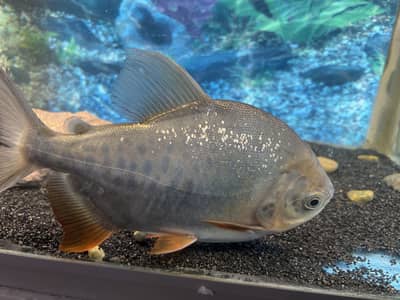 Parana fish and butterfly koi fish for sale