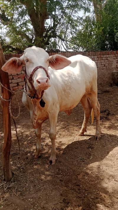 Gulabi  nukhri female