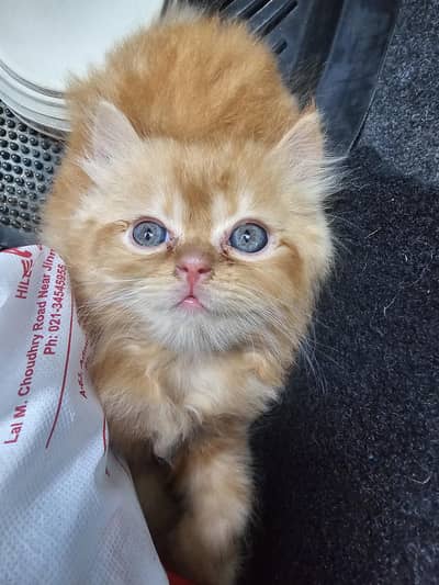 kitten  for sale