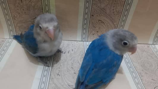 love bird