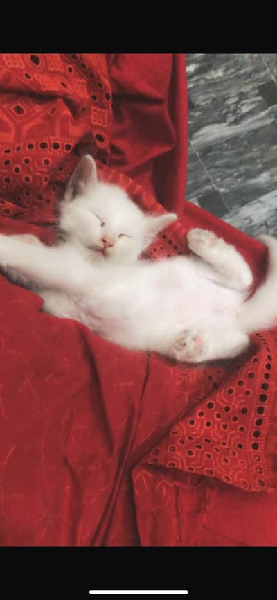 Persian cat