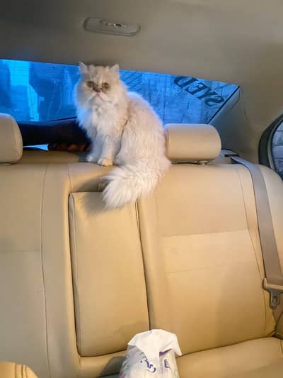 Golden 8-Month Kitten – Vaccinated & Playful, Ready for Loving Home