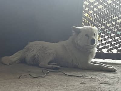 Indian Spitz Male