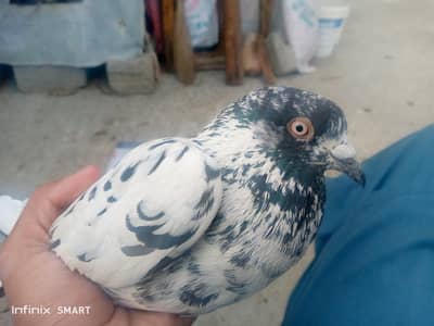 High flyer breeder male for sale ha