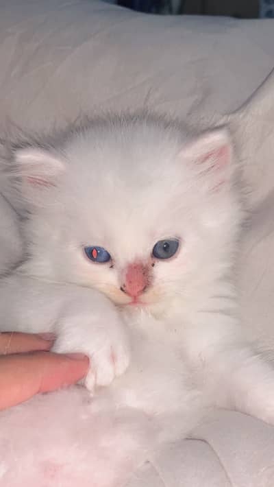 Persian kittens