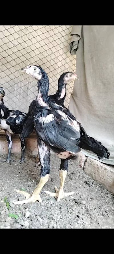 Top Quality Thai Aseel available