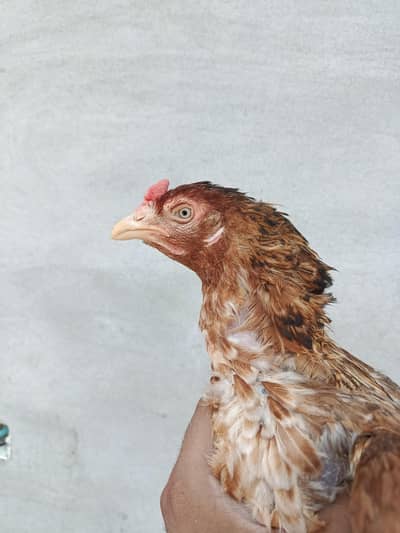 pure aseel murgi shamo hen