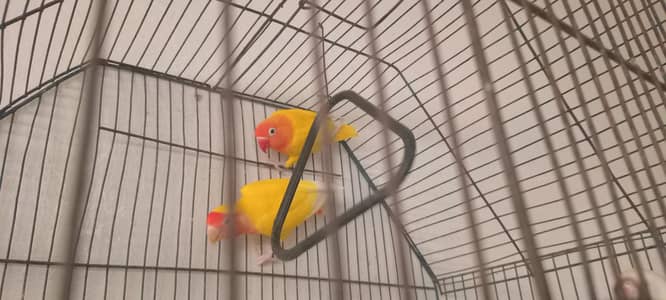 love birds breeder pair