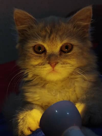 female kitty