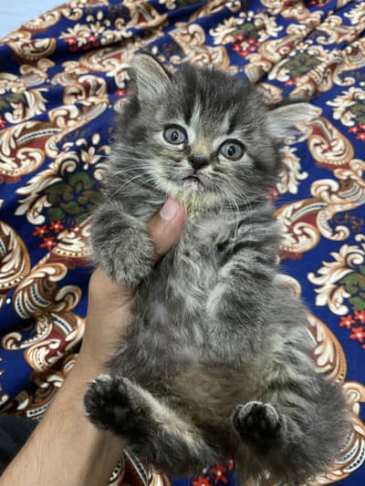 Persian cat baby
