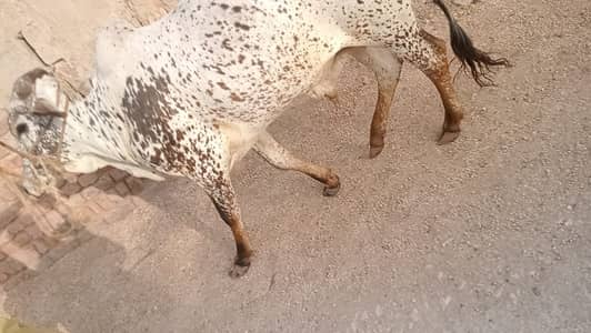 Agle Saal Qurbani Ke Liye Bachray Dastiyab | Abhi Booking Karein