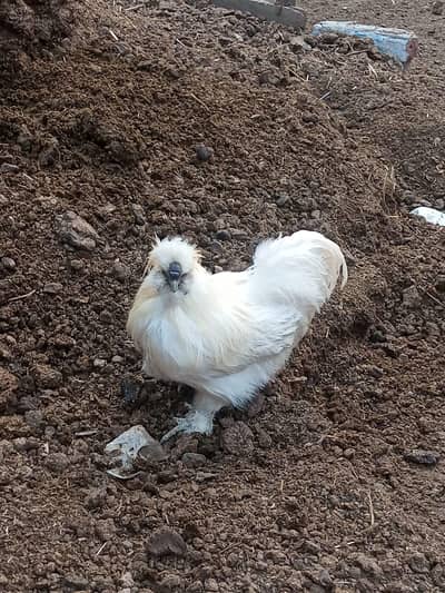 White Silkie Breeder Male